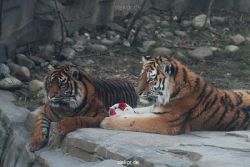 zoo-wuppertal-tschuna-daseep-14-066