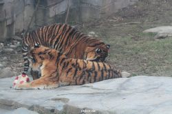 zoo-wuppertal-tschuna-daseep-14-068