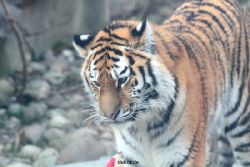 zoo-wuppertal-tschuna-daseep-14-069