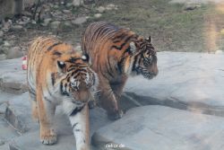 zoo-wuppertal-tschuna-daseep-14-070