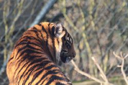 zoo-wuppertal-tschuna-daseep-14-072