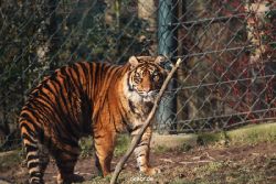 zoo-wuppertal-tschuna-daseep-14-074