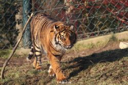 zoo-wuppertal-tschuna-daseep-14-075