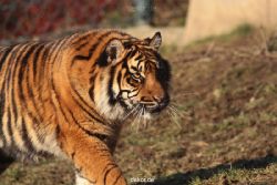 zoo-wuppertal-tschuna-daseep-14-077