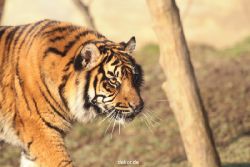 zoo-wuppertal-tschuna-daseep-14-078