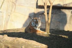 zoo-wuppertal-tschuna-daseep-14-080