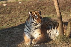 zoo-wuppertal-tschuna-daseep-14-081