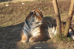 zoo-wuppertal-tschuna-daseep-14-086