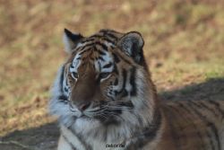 zoo-wuppertal-tschuna-daseep-14-088