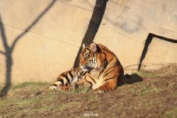 zoo-wuppertal-tschuna-daseep-14-089