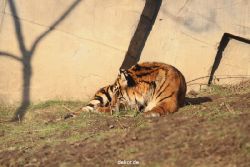 zoo-wuppertal-tschuna-daseep-14-091