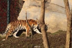 zoo-wuppertal-tschuna-daseep-14-096