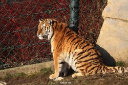 zoo-wuppertal-tschuna-daseep-14-110