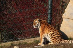 zoo-wuppertal-tschuna-daseep-14-112
