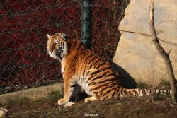 zoo-wuppertal-tschuna-daseep-14-113
