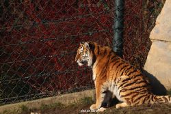 zoo-wuppertal-tschuna-daseep-14-114