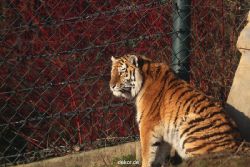 zoo-wuppertal-tschuna-daseep-14-115
