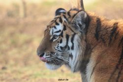 zoo-wuppertal-tschuna-daseep-14-121