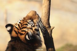 zoo-wuppertal-tschuna-daseep-14-122