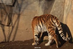 zoo-wuppertal-tschuna-daseep-14-125