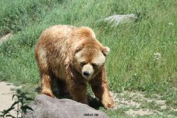 zoom-erlebniswelt-alaska-braunbaeren-001