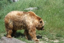 zoom-erlebniswelt-alaska-braunbaeren-002