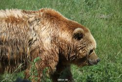 zoom-erlebniswelt-alaska-braunbaeren-003