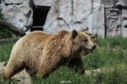 zoom-erlebniswelt-alaska-braunbaeren-004