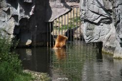 zoom-erlebniswelt-alaska-braunbaeren-006
