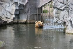 zoom-erlebniswelt-alaska-braunbaeren-008