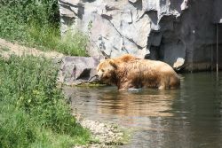 zoom-erlebniswelt-alaska-braunbaeren-009