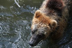 zoom-erlebniswelt-alaska-braunbaeren-010