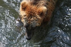 zoom-erlebniswelt-alaska-braunbaeren-011
