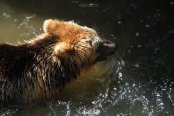 zoom-erlebniswelt-alaska-braunbaeren-012