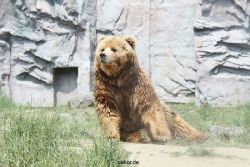 zoom-erlebniswelt-alaska-braunbaeren-013