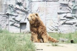 zoom-erlebniswelt-alaska-braunbaeren-015