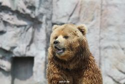 zoom-erlebniswelt-alaska-braunbaeren-016