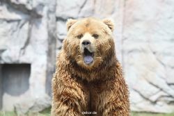 zoom-erlebniswelt-alaska-braunbaeren-017