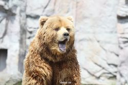 zoom-erlebniswelt-alaska-braunbaeren-018