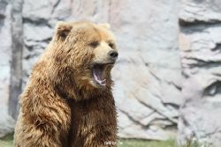 zoom-erlebniswelt-alaska-braunbaeren-019
