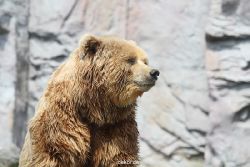 zoom-erlebniswelt-alaska-braunbaeren-020