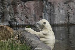 zoom-erlebniswelt-alaska-eisbaeren-001