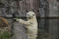 zoom-erlebniswelt-alaska-eisbaeren-002