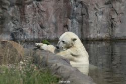 zoom-erlebniswelt-alaska-eisbaeren-003