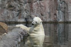 zoom-erlebniswelt-alaska-eisbaeren-004
