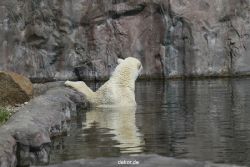 zoom-erlebniswelt-alaska-eisbaeren-005