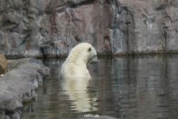 zoom-erlebniswelt-alaska-eisbaeren-006