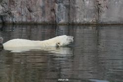 zoom-erlebniswelt-alaska-eisbaeren-007