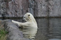 zoom-erlebniswelt-alaska-eisbaeren-008