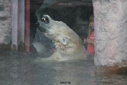 zoom-erlebniswelt-alaska-eisbaeren-009